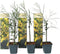 Plant in a Box - Acacia dealbata Mimosa - Set van 6 - Tuinplant met prachtige gele bloemen - Pot 9cm - Hoogte 25-40cm