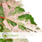 Plant in a Box - Acer conspicuum 'Red Flamingo' - Japanse Esdoorn - Winterhard - Slangenhuidesdoorn - Pot 19cm - Hoogte 50-60cm