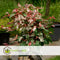 Plant in a Box - Acer conspicuum 'Red Flamingo' - Japanse Esdoorn - Winterhard - Slangenhuidesdoorn - Pot 19cm - Hoogte 50-60cm