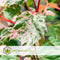 Plant in a Box - Acer conspicuum 'Red Flamingo' - Japanse Esdoorn - Set van 2 - Winterhard - Slangenhuidesdoorn - Pot 19cm - Hoogte 50-60cm