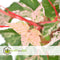 Plant in a Box - Acer conspicuum 'Red Flamingo' - Japanse Esdoorn - Winterhard - Slangenhuidesdoorn - Pot 19cm - Hoogte 50-60cm