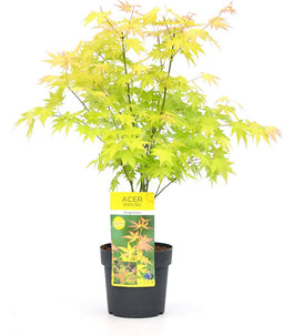 Plant in a Box - Acer 'Orange Dream' - Japanse Esdoorn - Pot 19cm - Hoogte 60-70cm - Winterhard - Tuinplant