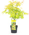 Plant in a Box - Acer 'Orange Dream' - Japanse Esdoorn - Pot 19cm - Hoogte 60-70cm - Winterhard - Tuinplant