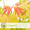 Plant in a Box - Acer 'Orange Dream' - Japanse Esdoorn - Pot 19cm - Hoogte 60-70cm - Winterhard - Tuinplant