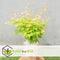 Plant in a Box - Acer 'Orange Dream' - Japanse Esdoorn - Pot 19cm - Hoogte 60-70cm - Winterhard - Tuinplant