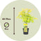 Plant in a Box - Acer 'Orange Dream' - Japanse Esdoorn - Pot 19cm - Hoogte 60-70cm - Winterhard - Tuinplant