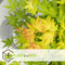 Plant in a Box - Acer 'Orange Dream' - Japanse Esdoorn - Pot 19cm - Hoogte 60-70cm - Winterhard - Tuinplant