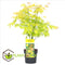 Plant in a Box - Acer 'Orange Dream' - Japanse Esdoorn - Pot 19cm - Hoogte 60-70cm - Winterhard - Tuinplant