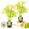 Plant in a Box - Acer 'Orange Dream' - Set van 2 - Japanse Esdoorn - Pot 19cm - Hoogte 60-70cm - Winterhard - Tuinplant