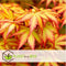 Plant in a Box - Acer 'Orange Dream' - Set van 2 - Japanse Esdoorn - Pot 19cm - Hoogte 60-70cm - Winterhard - Tuinplant