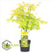 Plant in a Box - Acer 'Orange Dream' - Set van 2 - Japanse Esdoorn - Pot 19cm - Hoogte 60-70cm - Winterhard - Tuinplant