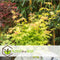 Plant in a Box - Acer 'Orange Dream' - Set van 2 - Japanse Esdoorn - Pot 19cm - Hoogte 60-70cm - Winterhard - Tuinplant