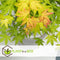 Plant in a Box - Acer 'Orange Dream' - Set van 2 - Japanse Esdoorn - Pot 19cm - Hoogte 60-70cm - Winterhard - Tuinplant