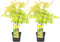 Plant in a Box - Acer 'Orange Dream' - Set van 2 - Japanse Esdoorn - Pot 19cm - Hoogte 60-70cm - Winterhard - Tuinplant
