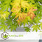 Plant in a Box - Acer 'Orange Dream' - Set van 2 - Japanse Esdoorn - Pot 19cm - Hoogte 60-70cm - Winterhard - Tuinplant