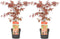 Plant in a Box - Acer palmatum ´Atropurpureum´ - Set van 2 - Japanse Esdoorn - Donkerrode bladeren - Pot 19cm - Hoogte 60-70cm