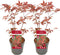 Plant in a Box - Acer palmatum ´Atropurpureum´ - Set van 2 - Japanse Esdoorn - Donkerrode bladeren - Pot 19cm - Hoogte 60-70cm