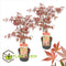 Plant in a Box - Acer palmatum ´Atropurpureum´ - Set van 2 - Japanse Esdoorn - Donkerrode bladeren - Pot 19cm - Hoogte 60-70cm