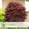 Plant in a Box - Acer palmatum ´Atropurpureum´ - Set van 2 - Japanse Esdoorn - Donkerrode bladeren - Pot 19cm - Hoogte 60-70cm