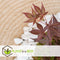 Plant in a Box - Acer palmatum ´Atropurpureum´ - Set van 2 - Japanse Esdoorn - Donkerrode bladeren - Pot 19cm - Hoogte 60-70cm