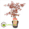 Plant in a Box - Acer palmatum ´Atropurpureum´ - Set van 2 - Japanse Esdoorn - Donkerrode bladeren - Pot 19cm - Hoogte 60-70cm