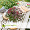 Plant in a Box - Acer palmatum ´Atropurpureum´ - Set van 2 - Japanse Esdoorn - Donkerrode bladeren - Pot 19cm - Hoogte 60-70cm