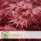 Plant in a Box - Acer palmatum ´Atropurpureum´ - Set van 2 - Japanse Esdoorn - Donkerrode bladeren - Pot 19cm - Hoogte 60-70cm