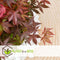 Plant in a Box - Acer palmatum ´Atropurpureum´ - Set van 2 - Japanse Esdoorn - Donkerrode bladeren - Pot 19cm - Hoogte 60-70cm