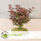 Plant in a Box - Acer palmatum ´Atropurpureum´ - Set van 2 - Japanse Esdoorn - Donkerrode bladeren - Pot 19cm - Hoogte 60-70cm