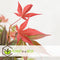 Plant in a Box - Acer palmatum ´Atropurpureum´ - Set van 2 - Japanse Esdoorn - Donkerrode bladeren - Pot 19cm - Hoogte 60-70cm