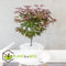 Plant in a Box - Acer palmatum ´Atropurpureum´ - Set van 2 - Japanse Esdoorn - Donkerrode bladeren - Pot 19cm - Hoogte 60-70cm