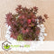 Plant in a Box - Acer palmatum ´Atropurpureum´ - Set van 2 - Japanse Esdoorn - Donkerrode bladeren - Pot 19cm - Hoogte 60-70cm
