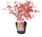 Plant in a Box - Acer palmatum ´Beni Maiko´ - Japanse Esdoorn boom - Rood-roze bladeren - Winterhard - Pot 19 - Hoogte 60-70cm