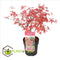 Plant in a Box - Acer palmatum ´Beni Maiko´ - Japanse Esdoorn boom - Rood-roze bladeren - Winterhard - Pot 19 - Hoogte 60-70cm
