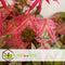 Plant in a Box - Acer palmatum ´Beni Maiko´ - Japanse Esdoorn boom - Rood-roze bladeren - Winterhard - Pot 19 - Hoogte 60-70cm