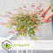 Plant in a Box - Acer palmatum ´Beni Maiko´ - Japanse Esdoorn boom - Rood-roze bladeren - Winterhard - Pot 19 - Hoogte 60-70cm