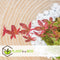 Plant in a Box - Acer palmatum ´Beni Maiko´ - Japanse Esdoorn boom - Rood-roze bladeren - Winterhard - Pot 19 - Hoogte 60-70cm