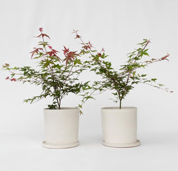 Plant in a Box - Acer palmatum ´Beni Maiko´ - Set van 2 - Japanse Esdoorn boom - Rood-roze bladeren - Winterhard - Pot 19 - Hoogte 60-70cm