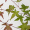 Plant in a Box - Acer palmatum ´Beni Maiko´ - Set van 2 - Japanse Esdoorn boom - Rood-roze bladeren - Winterhard - Pot 19 - Hoogte 60-70cm
