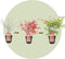 Plant in a Box - Acer palmatum ´Beni Maiko´ - Set van 2 - Japanse Esdoorn boom - Rood-roze bladeren - Winterhard - Pot 19 - Hoogte 60-70cm