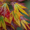Plant in a Box - Acer palmatum ´Beni Maiko´ - Set van 2 - Japanse Esdoorn boom - Rood-roze bladeren - Winterhard - Pot 19 - Hoogte 60-70cm