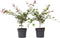 Plant in a Box - Acer palmatum ´Beni Maiko´ - Set van 2 - Japanse Esdoorn boom - Rood-roze bladeren - Winterhard - Pot 19 - Hoogte 60-70cm