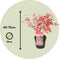 Plant in a Box - Acer palmatum ´Beni Maiko´ - Set van 2 - Japanse Esdoorn boom - Rood-roze bladeren - Winterhard - Pot 19 - Hoogte 60-70cm