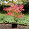 Plant in a Box - Acer palmatum ´Beni Maiko´ - Set van 2 - Japanse Esdoorn boom - Rood-roze bladeren - Winterhard - Pot 19 - Hoogte 60-70cm