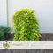 Plant in a Box - Acer palmatum 'Cascade Gold' - Japanse esdoorn - Winterhard - Hoogte 80-90cm - Pot 19cm