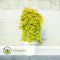 Plant in a Box - Acer palmatum 'Cascade Gold' - Japanse esdoorn - Winterhard - Hoogte 80-90cm - Pot 19cm