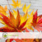 Plant in a Box - Acer palmatum 'Cascade Gold' - Japanse esdoorn - Winterhard - Hoogte 80-90cm - Pot 19cm