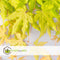 Plant in a Box - Acer palmatum 'Cascade Gold' - Set van 2 - Japanse esdoorn - Winterhard - Hoogte 80-90cm - Pot 19cm