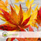 Plant in a Box - Acer palmatum 'Cascade Gold' - Set van 2 - Japanse esdoorn - Winterhard - Hoogte 80-90cm - Pot 19cm