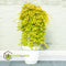 Plant in a Box - Acer palmatum 'Cascade Gold' - Set van 2 - Japanse esdoorn - Winterhard - Hoogte 80-90cm - Pot 19cm